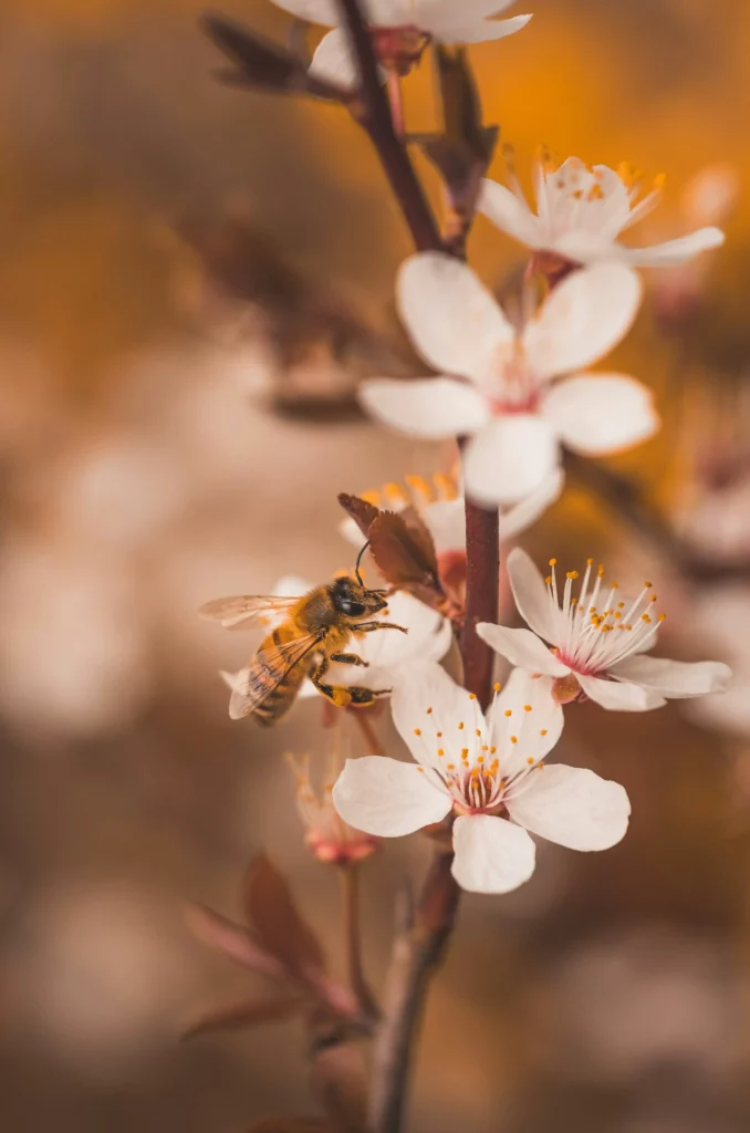 Abeille En Train De Polliniser Une Fleur, Contribuant À La Production Du Miel De Jujubier Royal Au Yémen