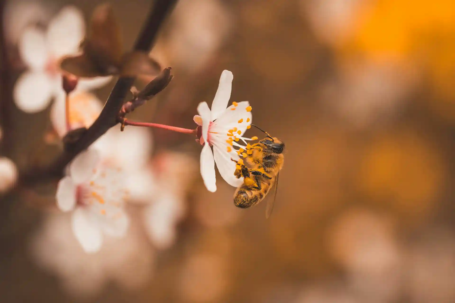 Abeille Sur Une Fleur, Récoltant Du Pollen Pour La Production Du Miel De Jujubier Royal Au Yémen