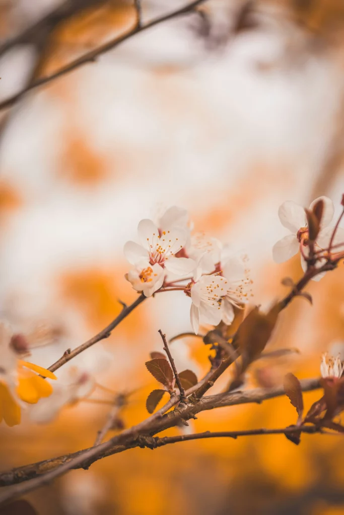 Pollen Sur Une Fleur Au Yémen