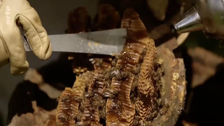 Rucher De Ruches-Troncs À 800 Mètres D'Altitude Dans Les Cévennes Pour La Préservation Des Abeilles Noires