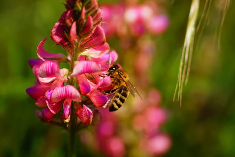 Miel De Sainfoin : Tradition Et Terroir