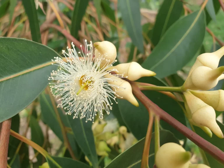 Le Miel D&Rsquo;Eucalyptus