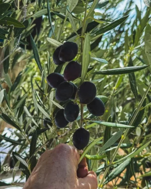 Huile d'olive pure du Maroc – Une branche d'olivier portant des olives noires matures, entourée de feuilles vertes sous la lumière du soleil de la province de Taza