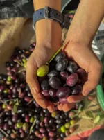 Deux mains du jeune MielyBio tenant un mélange d'olives noires et vertes fraîches avec un fond de fruits récoltés.