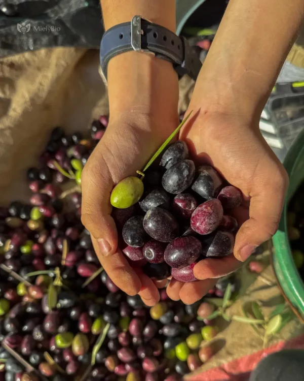 Deux mains du jeune MielyBio tenant un mélange d'olives noires et vertes fraîches avec un fond de fruits récoltés.