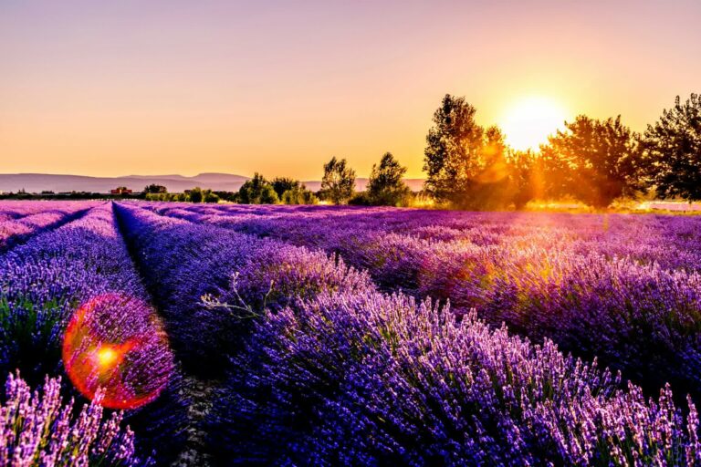 Champs De Lavande Sauvage Du Moyen Atlas Marocain, Fleurs Violettes Ondulant Dans Les Montagnes D'Ifrane