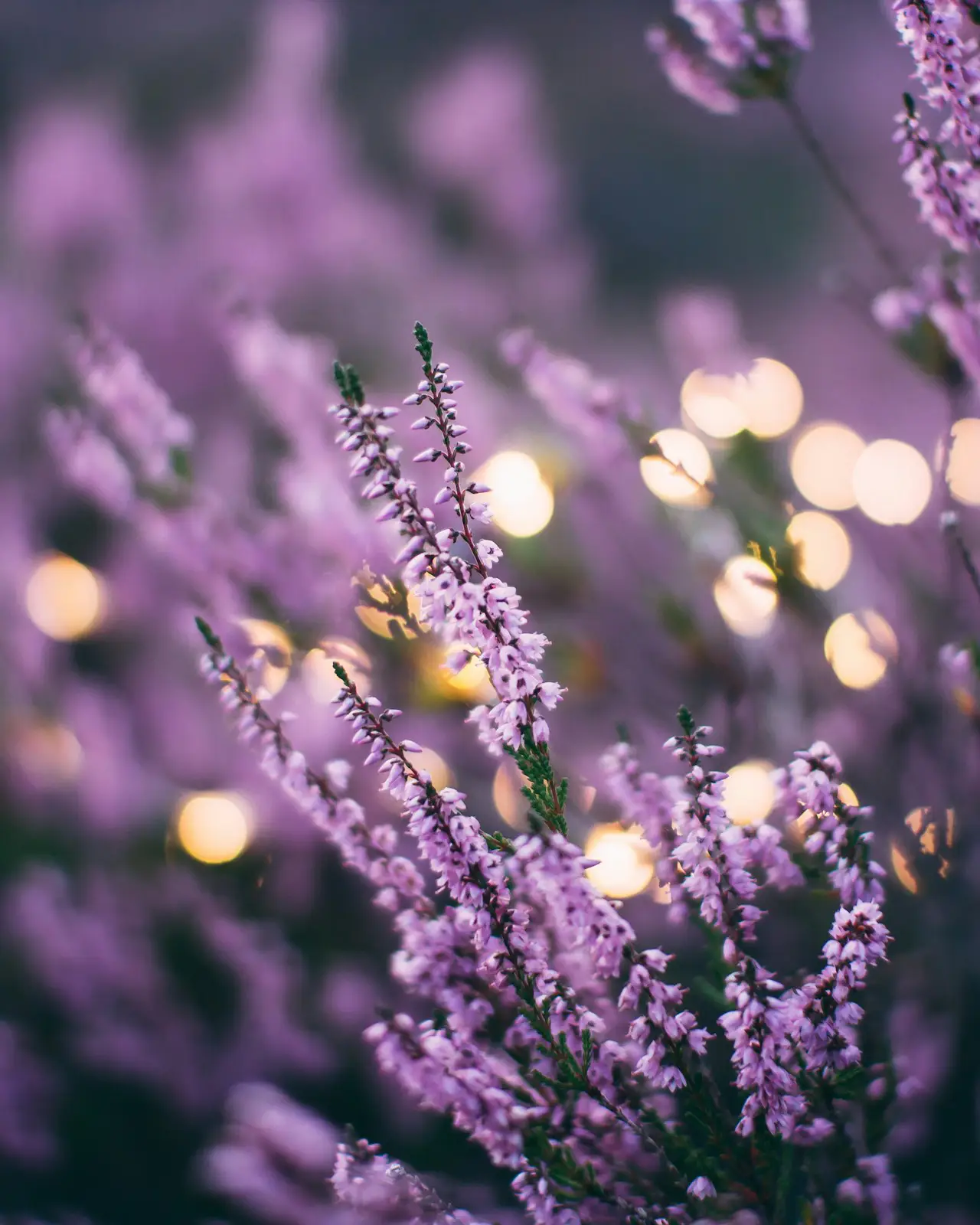 Champs De Lavande En Fleurs Dans Le Lubéron, Provence-Alpes-Côte D'Azur, France