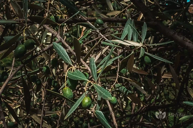 Branches D’olivier À Taza, Au Maroc, Avec Des Olives Mûres, Destinées À La Presse Traditionnelle À L’ancienne Avec Pierre Et Mule.