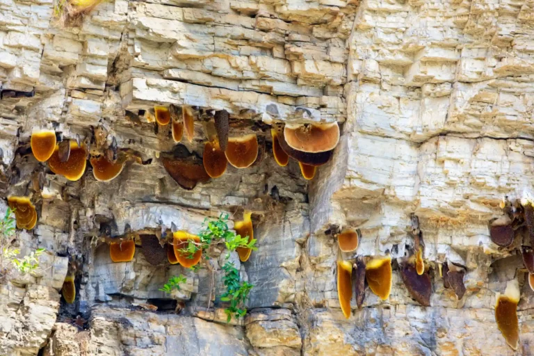 Voyage Au Cœur De La Production De Miel De Haute Montagne