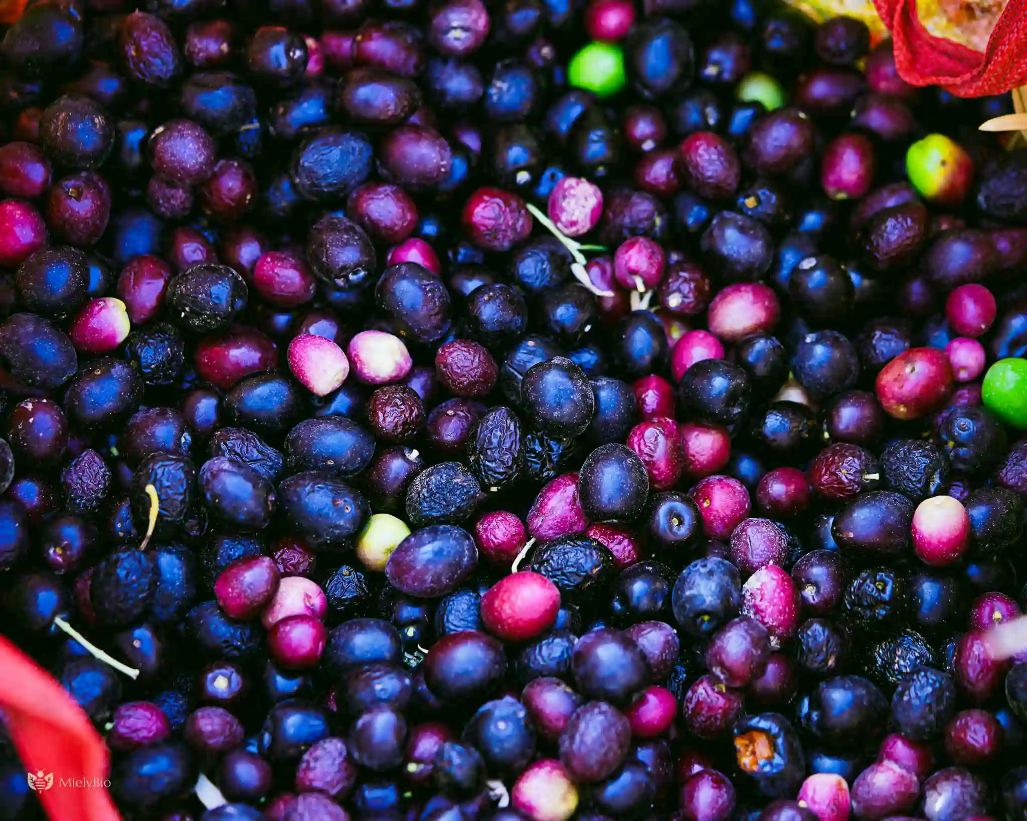 Récolte D’olives Mûres Et Colorées, Symbole De La Tradition Familiale Et Du Savoir-Faire Artisanal Transmis À Travers Les Générations À Taza.