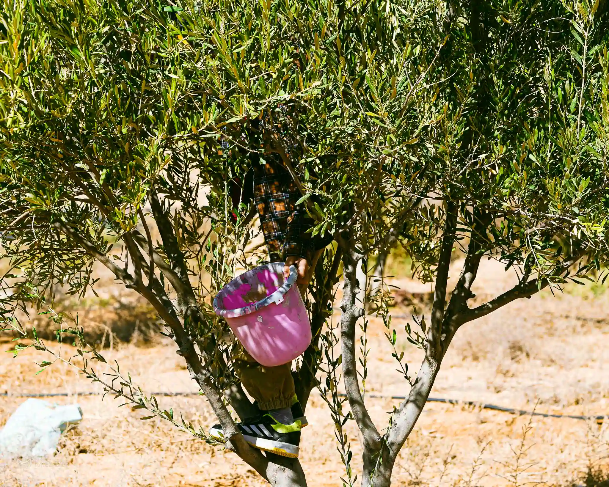 Salman, Le Benjamin De La Famille, Perché Dans Un Olivier À Taza, Cueillant Des Olives Mûres Avec Un Seau Rose, Symbole De L’héritage Familial Et De La Récolte Artisanale.