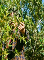 Salman, le benjamin de la famille حفظه الله, perché dans l’olivier, récolte avec soin les fruits précieux des champs de Taza, incarnant l’avenir de l’héritage familial et la passion pour la tradition artisanale.