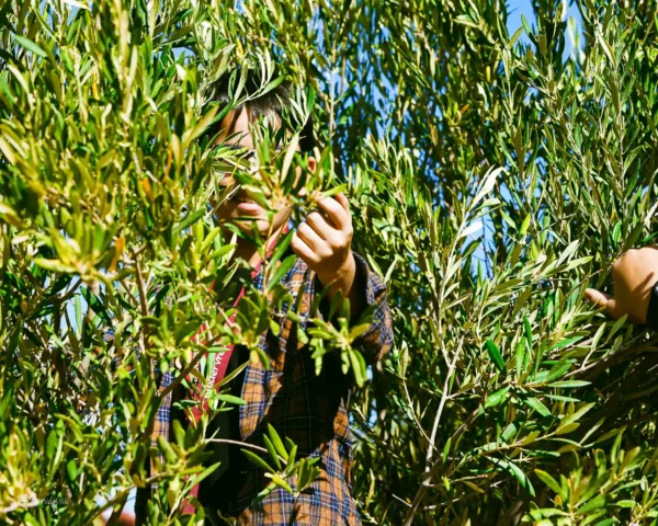 huile-d-olive-taza-maroc-pure-pressee-a-froid-3 Salman, le benjamin de la famille حفظه الله, perché dans l’olivier, récolte avec soin les fruits précieux des champs de Taza, incarnant l’avenir de l’héritage familial et la passion pour la tradition artisanale.