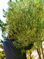 l'huile d'olive de Taza au Maroc récoltée a la main et pressée de manière artisanale à l'ancienne