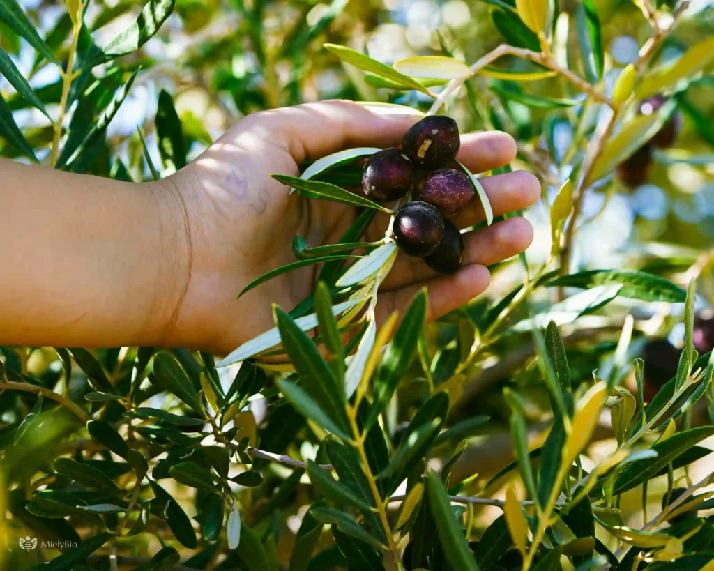 L'Huile D'Olive De Taza : Un Trésor Artisanale Pressé À Froid -