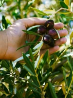 Mus’ab, l’avant-dernier de la famille حفظه الله, cueillant délicatement des olives mûres dans les oliviers de Taza, symbolisant la tradition familiale et l’engagement pour une production artisanale authentique.