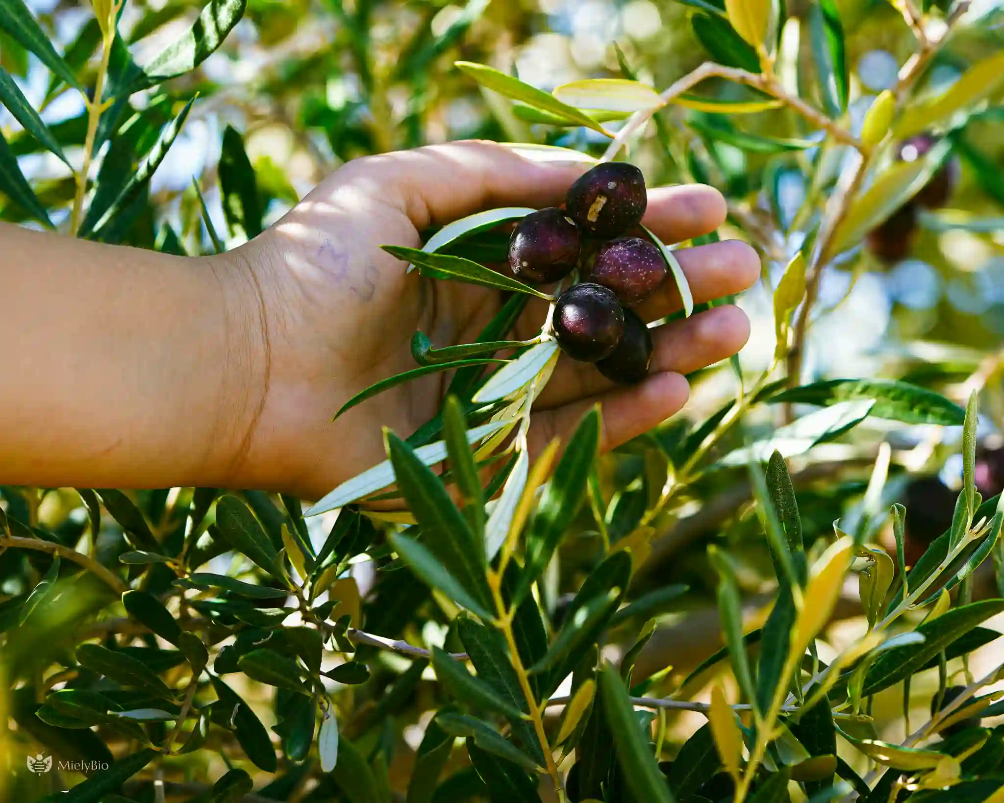 Mus’ab, L’avant-Dernier De La Famille حفظه الله, Cueillant Délicatement Des Olives Mûres Dans Les Oliviers De Taza, Symbolisant La Tradition Familiale Et L’engagement Pour Une Production Artisanale Authentique.