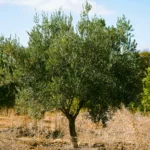 Un Majestueux Olivier De La Terre Héritée D’ahmed Et Khadija رَحِمَهُم ٱللَّٰهُ‎, Symbole De Tradition, D’amour Pour La Nature Et D’un Savoir-Faire Familial Transmis Avec Passion.