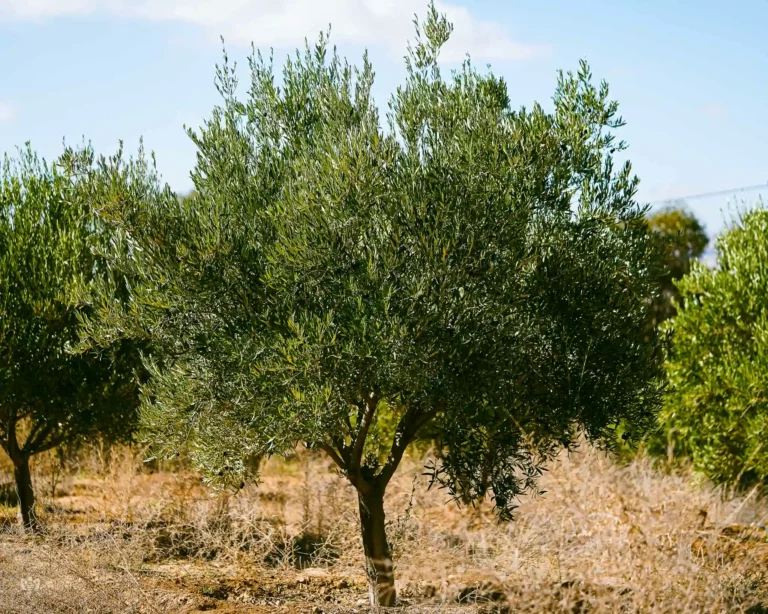 Un Majestueux Olivier De La Terre Héritée D’ahmed Et Khadija رَحِمَهُم ٱللَّٰهُ‎, Symbole De Tradition, D’amour Pour La Nature Et D’un Savoir-Faire Familial Transmis Avec Passion.