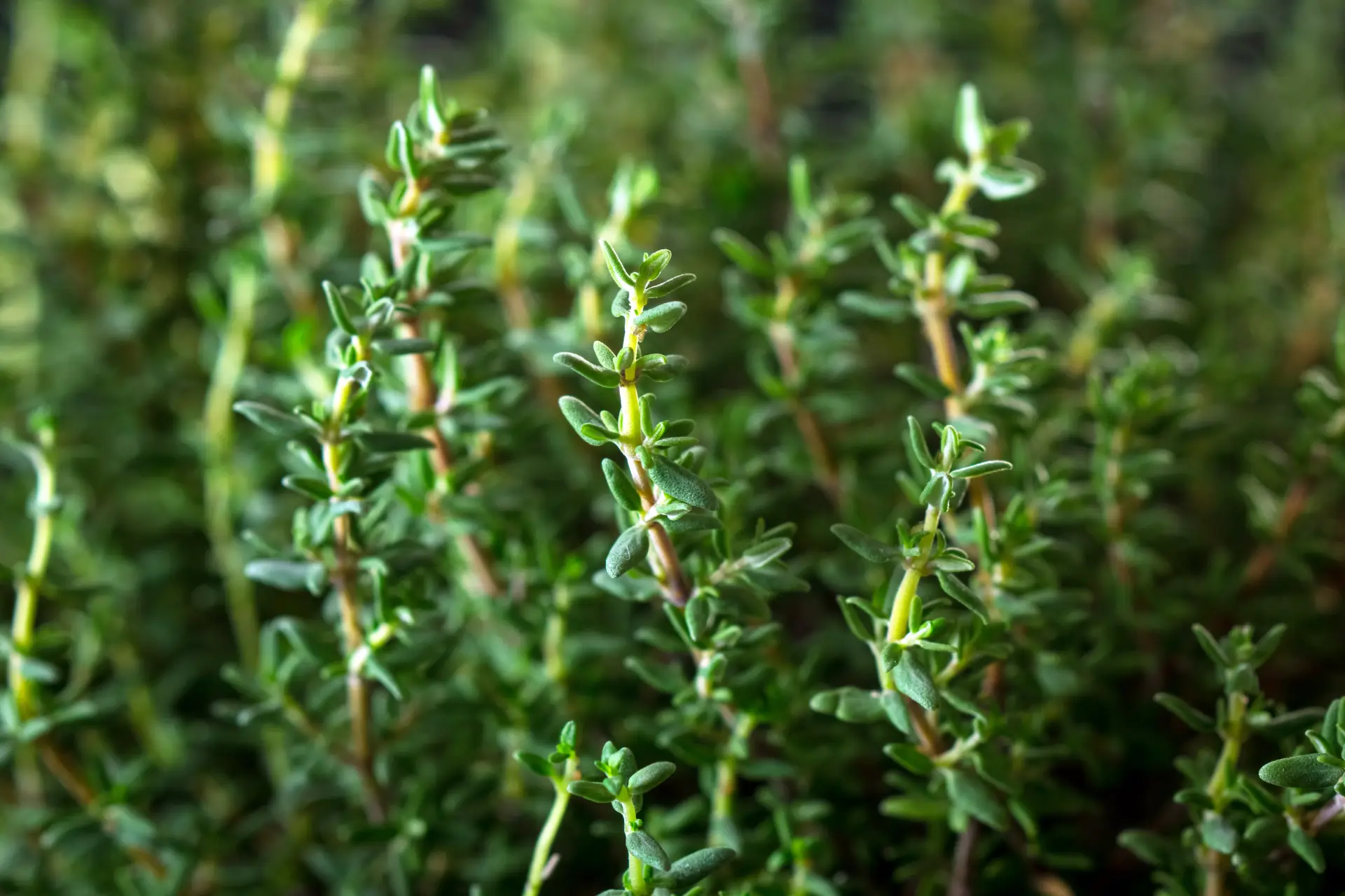 Fleurs De Thym Naturelles Et Fraiches